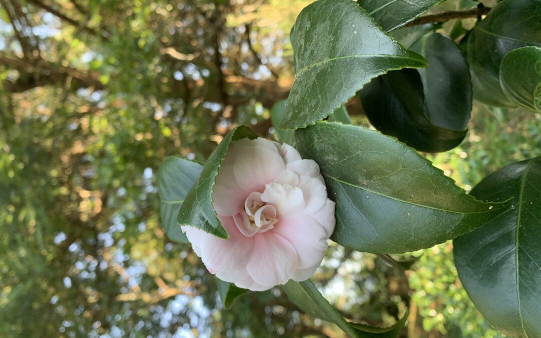 ¡Camelias a 35º en pleno agosto!